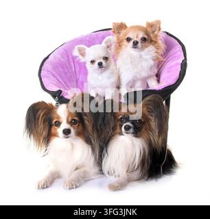 Papillon Hunde und Chihuahua vor weißem Hintergrund Stockfoto