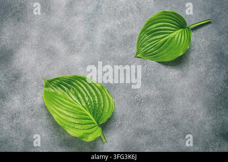 Grüne Blätter Flat Lay auf grauem Grunge-Hintergrund. Hosta-Blätter auf einem Betontisch. Oberansicht, Flat Lay Stockfoto