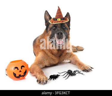 Schäferhund und Halloween vor weißem Hintergrund Stockfoto