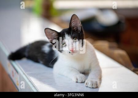 Bezauberndes schwarz-weißes Kätzchen schaut direkt in die Kamera, während es drinnen in einer gemütlichen Wohnumgebung sitzt. Stockfoto