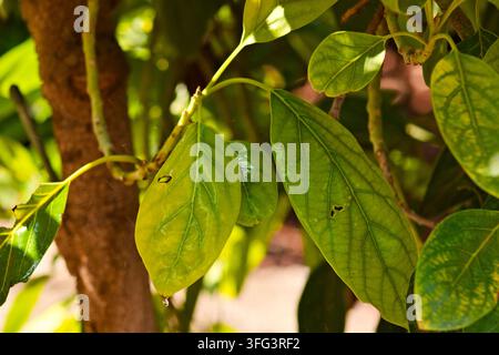 Sonnenbeschienene Avocadoblätter mit sichtbaren Wassertropfen hängen von einem Baum in Riverside, Kalifornien, und zeigen detaillierte Adern und natürliche Laubtextur. Stockfoto