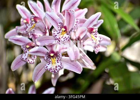Ein weiches rosa-weißes Büschel von Cymbidium-Orchideen blüht entlang eines gebogenen Stängels, jede Blüte zeigt einen sanften Farbverlauf von Weiß zu Rosa mit kunstvollen Details Stockfoto