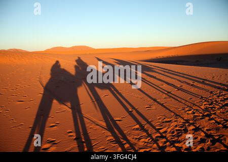 Lange Kamelschatten über die Dünen der Merzouga-Wüste in Marokko Stockfoto