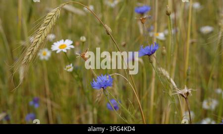 Eine natürliche Sommerwiese mit blühenden blauen Kornblumen (Centaurea cyanus) und weißen Gänseblümchen zwischen Gräsern und Getreide. Stockfoto