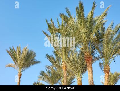 Dattelpalm (Phoenix dactylifera) vor einem klaren, blauen Himmel. Stockfoto