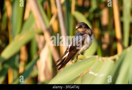 Schwalbe, Hirundo rustica. Am frühen Morgen sitzt ein junger Vogel auf einem Schilfstängel am Fluss Stockfoto