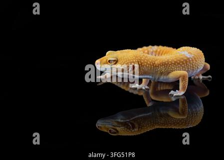 Ein gelber Leopardgecko sitzt auf einer reflektierenden schwarzen Oberfläche Stockfoto