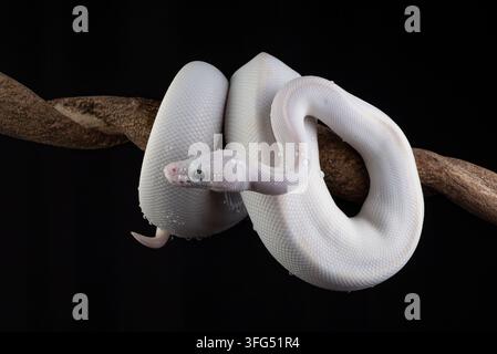 Weiße leukistische Ballpython-Schlange auf einem Ast Stockfoto