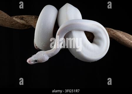 Weiße Pythonschlange, die sich um einen Ast schlingt Stockfoto