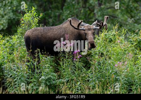 Bullen-Elch mit Samthörnern in Sommerblumenwiesen Stockfoto