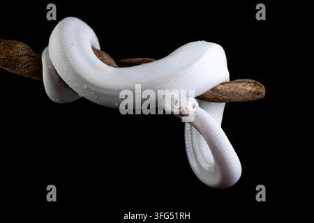 Eine weiße leukistische Ballpython-Schlange, die sich um einen Ast schlingt Stockfoto