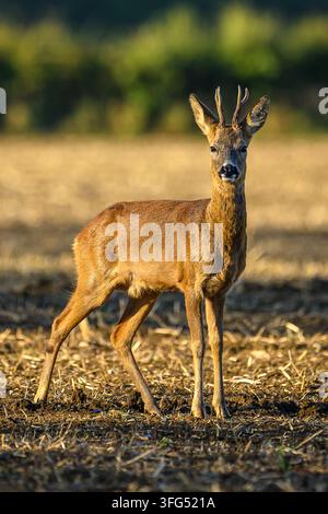 Rehbock in Oxfordshire. Stockfoto