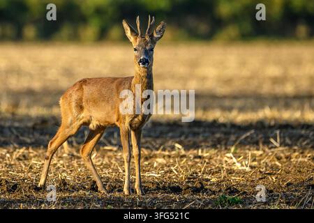Rehbock in Oxfordshire. Stockfoto