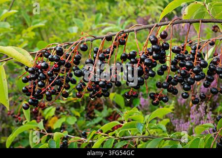 Frucht der schwarzen Kirsche im Sommer Stockfoto