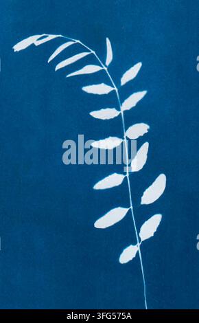 Wildgras, erstellt mit der Cyanotypie-Technik. Abstrakte cyanotypische botanische Textur in Blau und Weiß Stockfoto