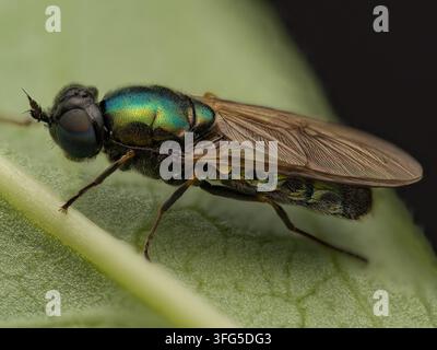 Breite Centurion-Soldatenfliege, die auf einem Blatt ruht Stockfoto