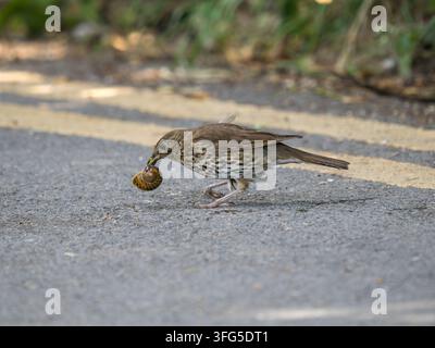 Eine Singdrossel, die eine Schnecke frisst und die Schale zerschmettert Stockfoto