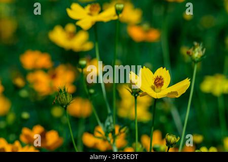 Nahaufnahme von blühenden gelben Cosmos-sulfur-Blumen in einem Sommergarten mit weichem Bokeh-Hintergrund und lebendiger grüner Naturumgebung Stockfoto