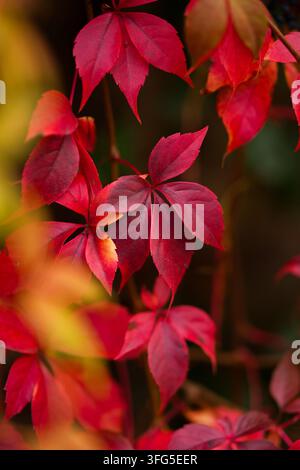 Lebendige rote Herbstblätter mit verschwommenem Gartenhintergrund Stockfoto
