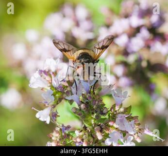 Fönsterblomfluga Volucella Pellucens Schwebfliege Stockfoto