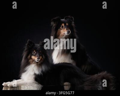Zwei Shetland Sheepdogs sitzen eng beieinander in dramatischer Beleuchtung. Die klare Komposition betont das elegante Aussehen und die emotionale Verbindung. Stockfoto