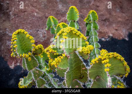 Nahaufnahme eines wunderschönen Kaktus im Kaktusgarten von Lanzarote, Kanarische Inseln, Spanien. Das Bild betont seine komplizierte Textur und seine Dornen. Stockfoto