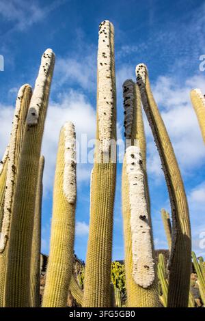 Nahaufnahme eines schönen Kaktus im Kaktusgarten von Lanzarote, Kanarische Inseln, Spanien. Das Bild betont seine kunstvolle Textur und seine Stacheln. Stockfoto
