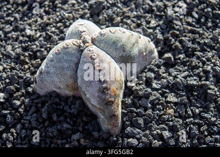 Nahaufnahme eines wunderschönen Kaktus im Kaktusgarten von Lanzarote, Kanarische Inseln, Spanien. Das Bild betont seine komplizierte Textur und seine Dornen. Stockfoto