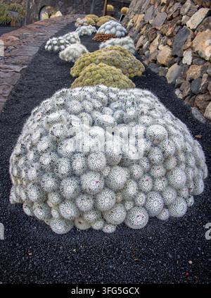Nahaufnahme eines wunderschönen Kaktus im Kaktusgarten von Lanzarote, Kanarische Inseln, Spanien. Das Bild betont seine komplizierte Textur und seine Dornen. Stockfoto