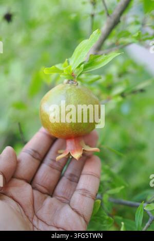 Hand, die eine junge Granatapfelfrucht an einem Baum hält Stockfoto