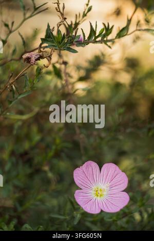 Zarte rosa Wildblume in sanftem natürlichem Licht mit einem verschwommenen grünen Hintergrund Stockfoto
