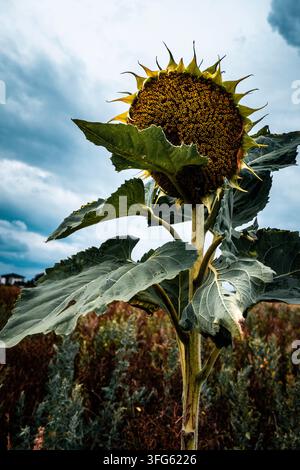 Reife Sonnenblumenkopfbüschel und grüne Blätter auf einem Feld unter einem bewölkten Spätsommerhimmel, das eine Ernte nahende Ernte zeigt Stockfoto
