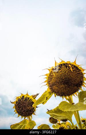 Reife Sonnenblumenkopfbüschel und grüne Blätter auf einem Feld unter einem bewölkten Spätsommerhimmel, das eine Ernte nahende Ernte zeigt Stockfoto