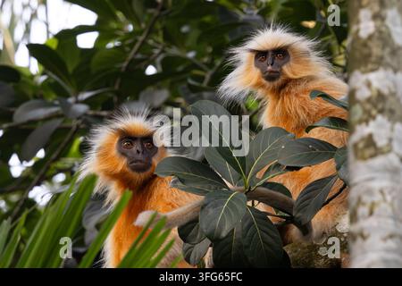 Zwei Gee’s Goldlanguren (Trachypithecus geei) sitzen in Bäumen in Assam, Indien. Stockfoto