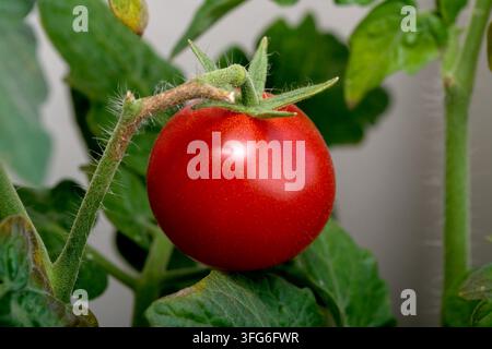 Eine einzelne reife rote Kirschtomate wächst an einem grünen Zweig, umgeben von Blättern, in einem Indoor-Wohnungsgarten Stockfoto
