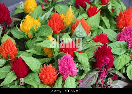Celosia argentea-Wiesenkamm, Federkamm, Celosia Nahaufnahme Stockfoto