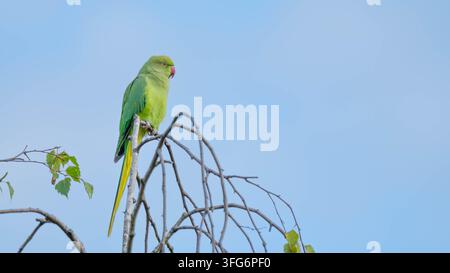 Rosenringed Kakadu hoch in einem Baum gegen einen blauen Himmel. Stadtwildtierfotografie, die eine etablierte exotische Vogelart in Deutschland zeigt. Stockfoto