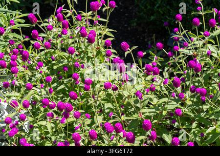 Lebendige Gomphrena globosa-Blüten in einer Gartenumgebung mit hellen magentafarbenen Blüten Stockfoto