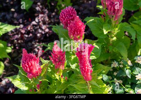 Lebendige rosa Celosienblüten mit grünem Laub in einem sonnigen Garten. Stockfoto