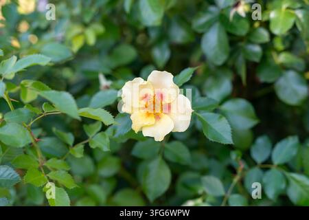 Nahaufnahme von Ringo Rose in voller Blüte mitten in üppigem grünen Blattwerk in einem Garten. Stockfoto