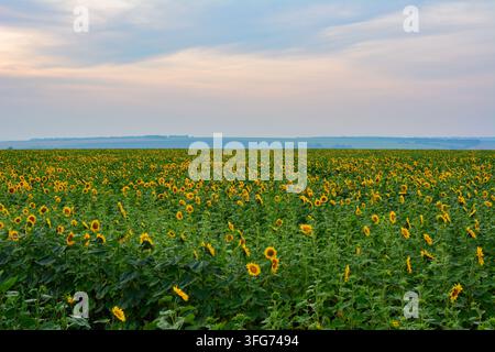 Blühende Sonnenblumen auf dem Feld unter einem bewölkten Himmel bei Sonnenuntergang, Frontansicht Stockfoto