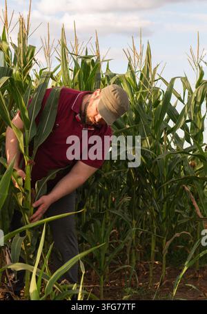 Landwirt untersucht Maisernte auf bewirtschaftetem Feld. Stockfoto