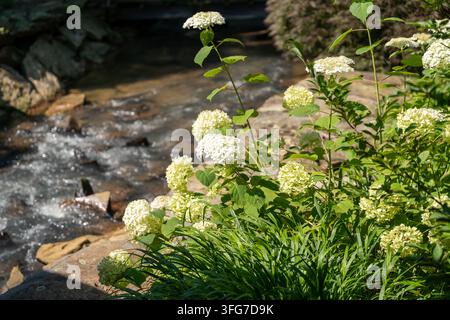 Weiße Hortensien blühen an einem felsigen Bach in einem Garten Stockfoto