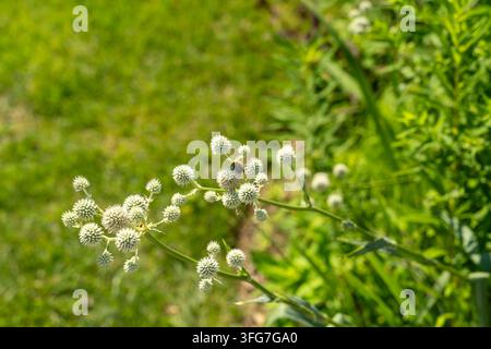 Bumblebee auf einer Rattlesnake-Master-Wildblume in einer sonnigen Wiese Stockfoto