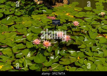 Farbenfrohe Seerosen blühen in einem modernen Wintergarten-Teich Stockfoto