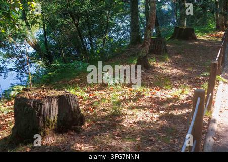 Ein alter, verwitterter Baumstumpf, der auf einem sonnenbeschienenen Waldboden steht, der mit trockenen Herbstblättern, grünem Gras und Farnen im Hintergrund bedeckt ist. Stockfoto