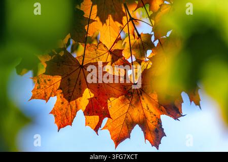 Von hinten beleuchtete orange, rote und goldene Ahornblätter leuchten im warmen Herbstsonnenlicht, eingerahmt von weichem grünen Laub mit Flecken von hellem blauem Himmel im Hintergrund Stockfoto