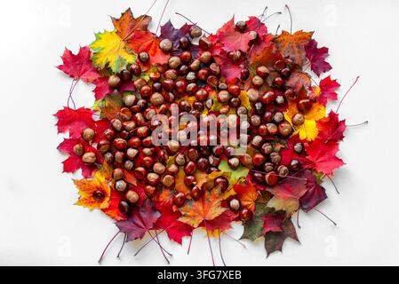 Flachlage von glänzenden Rosskastanien, die auf bunten roten, orangefarbenen und gelben Herbstblättern angeordnet sind, vor einem sauberen weißen Hintergrund mit großzügigem Kopierraum Stockfoto