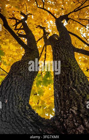 Zwei massive Baumstämme erheben sich zu einem dichten Blätterdach aus goldenen Herbstblättern und schaffen eine dramatische Aufwärtsperspektive mit reicher Rindenstruktur und warmem Meer Stockfoto
