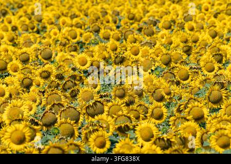Ein dichtes Feld mit hellen Sonnenblumen in voller Blüte erstreckt sich über die hügelige Landschaft in der Nähe von Burgos, Spanien, in warmem Sonnenlicht gebadet und schafft eine c Stockfoto